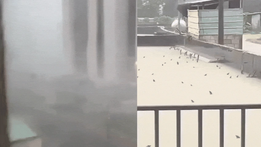 Chaos in China: Twin Typhoons Force Mass Evacuations & Unleash 900 Snakes!