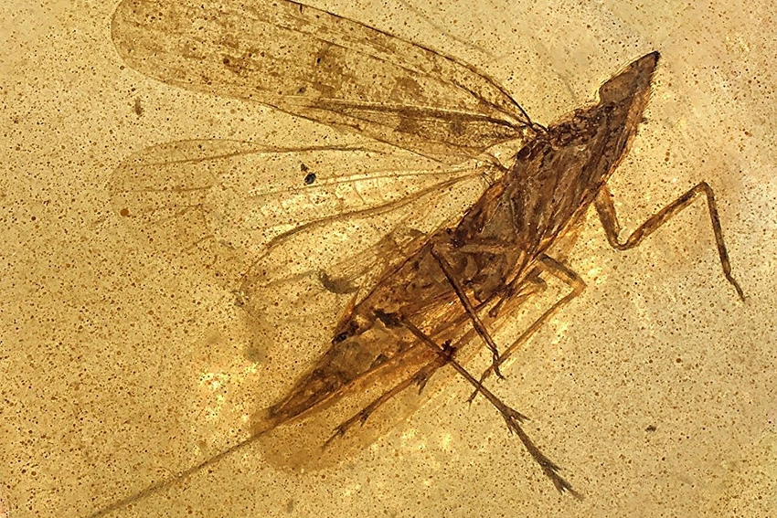 Ancient Insect with HUGE Mouthparts Found in 99-Million-Year-Old Amber! 🐜