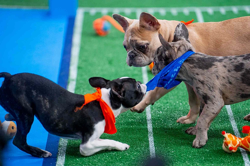 Watch Puppy Bowl 2026 Live: Free Streaming Guide