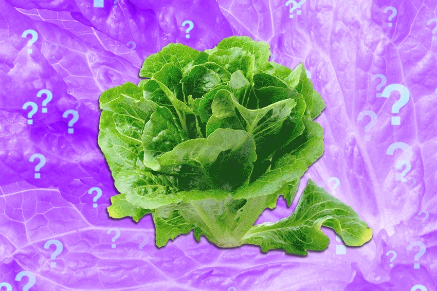 Lettuce Lovers, Rejoice? Cyclospora Outbreak May Be Waning!