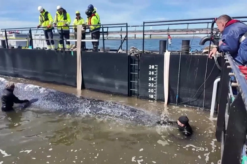 Timmy the humpback begins long voyage home by barge toward North Sea