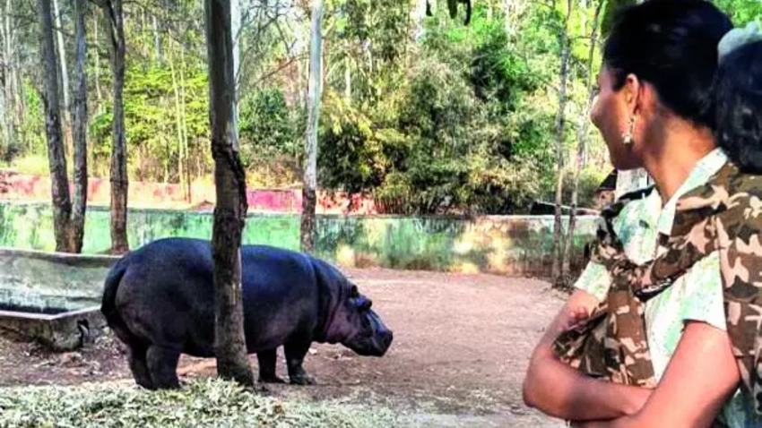 Trainee Vet Dies in Hippo Attack at Karnataka Zoo, Inquiry Ordered