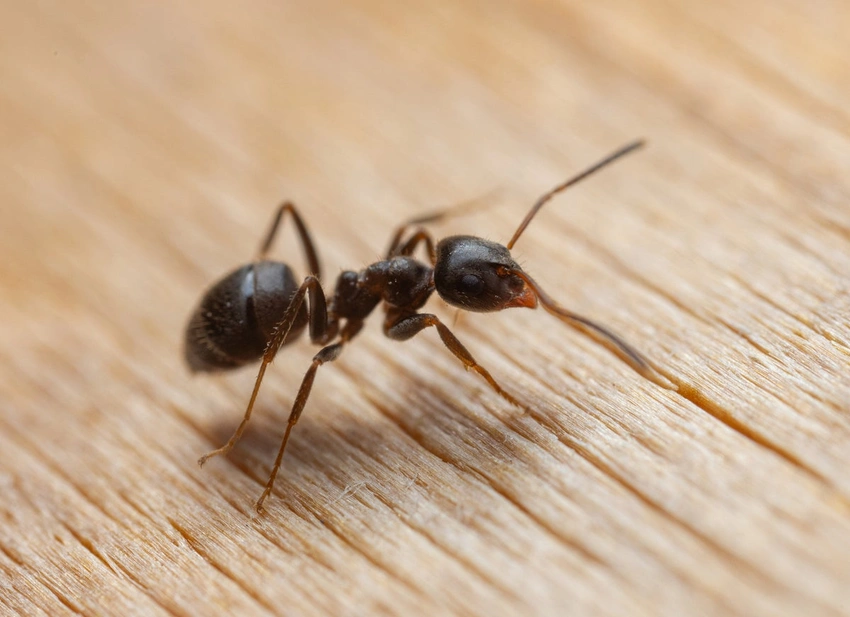 Seoul Chef Faces Jail for Ant Garnish: Michelin Drama Unfolds!