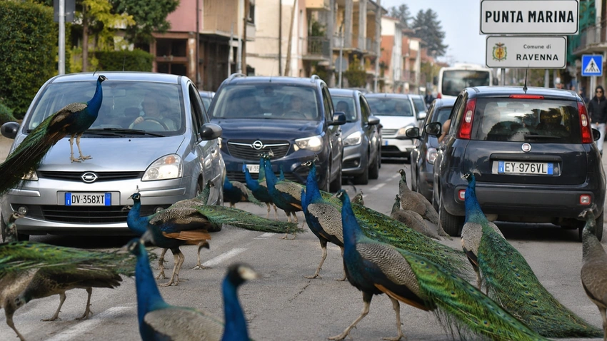 When Pretty Becomes Petty: The Great Peacock Takeover of an Italian Seaside Town