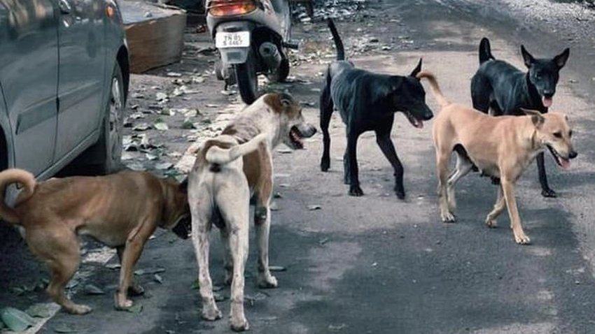 Case Filed Against Telangana Village Panchayat Over 100 Stray Dogs Poisoned