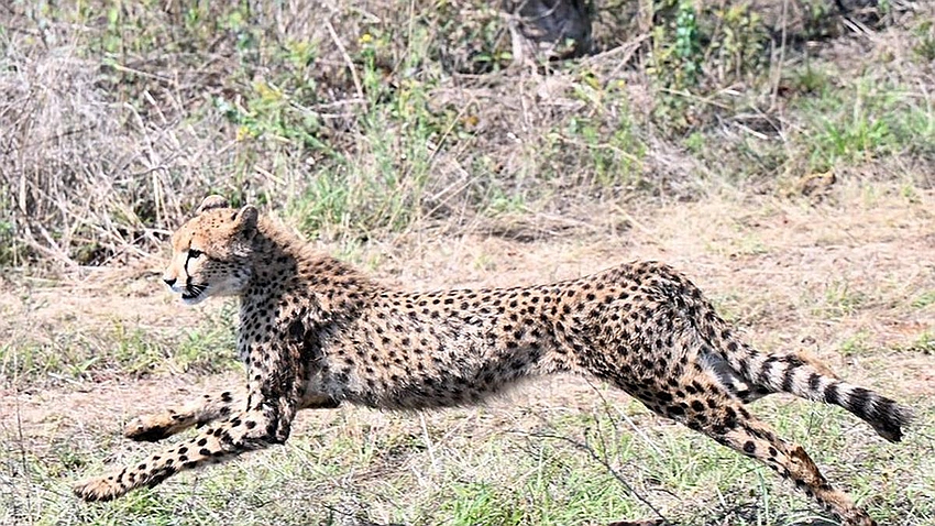 Botswana Hands Over Eight Cheetahs to India for Project Cheetah
