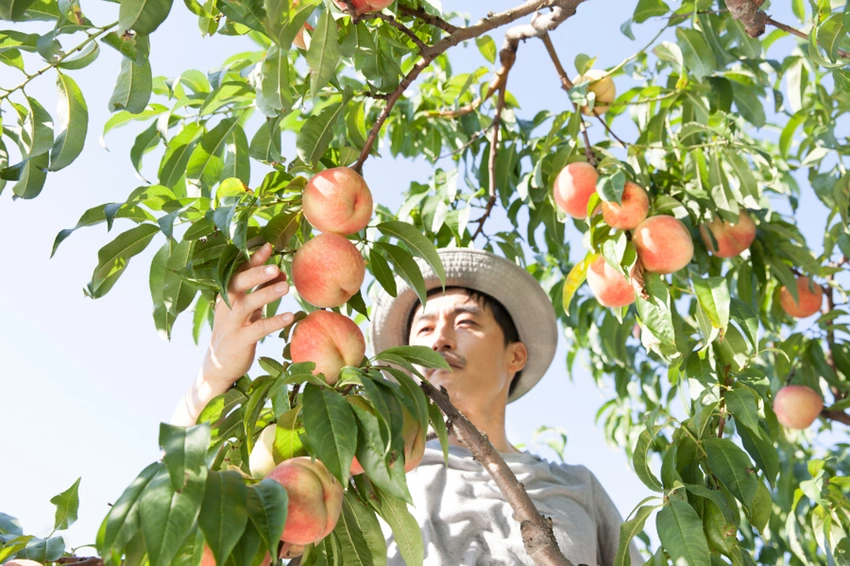 Del Monte bankruptcy forces 420,000 peach trees to be destroyed in California