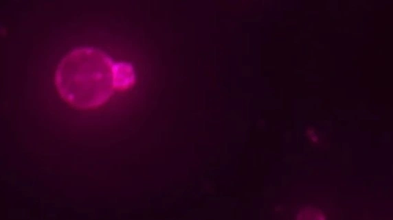 Lab-Built Life: Scientists Create World's First Fully Synthetic Cell!