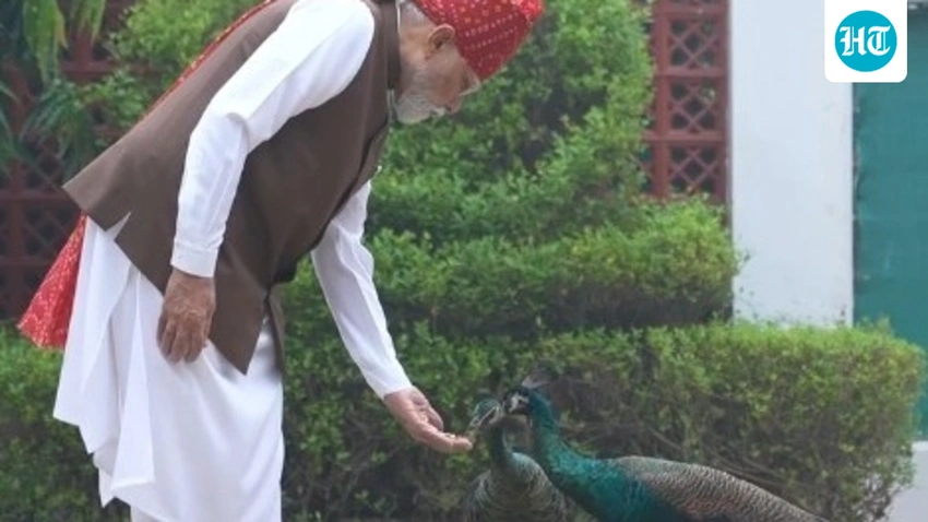 PM Modi's Heartwarming Independence Day: Feeding Cows & Peacocks!