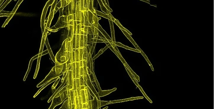 Caltech shows precision gene tweaks could fortify crops without GM hurdles