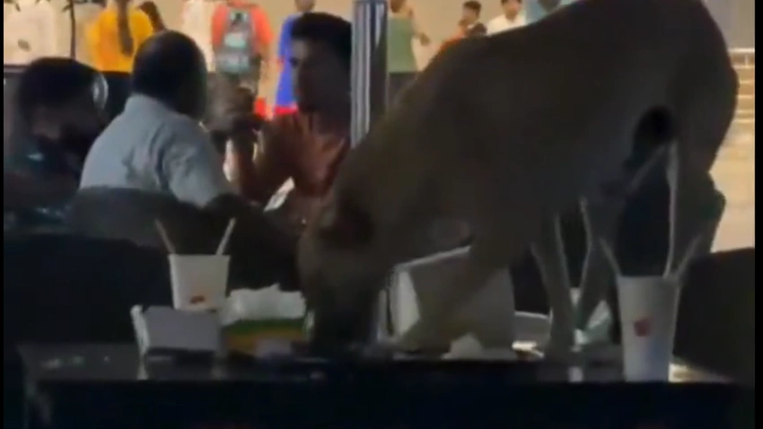 Stray Dog Spotted in Hyderabad Airport Lounge: Viral Video Raises Security Questions