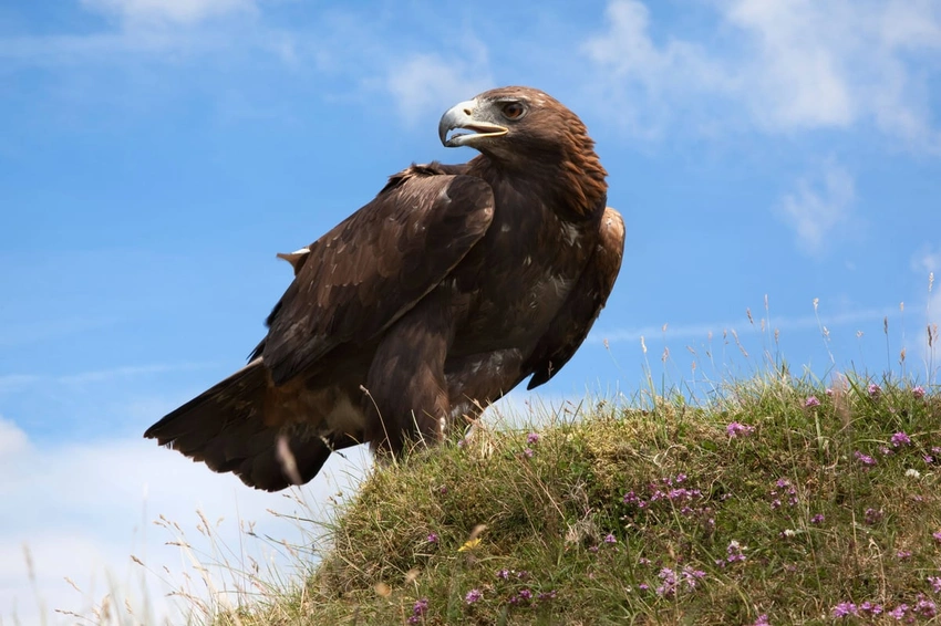 England eyes return of golden eagles after 150 years