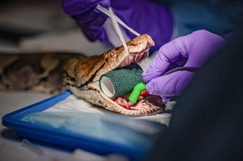 Jodie Foster the Python: World's First Snake to Conquer Cancer!