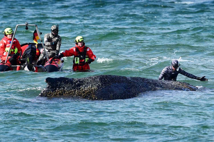 Massive 32-Foot Humpback Whale Stranded in Baltic Faces Rescue Deadline