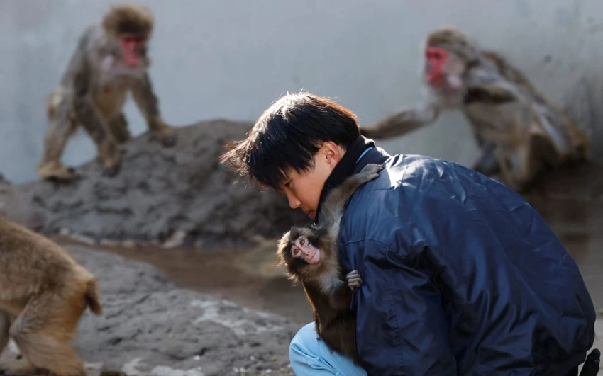 Viral Baby Monkey Punch Bonds with Group After Toy Comfort