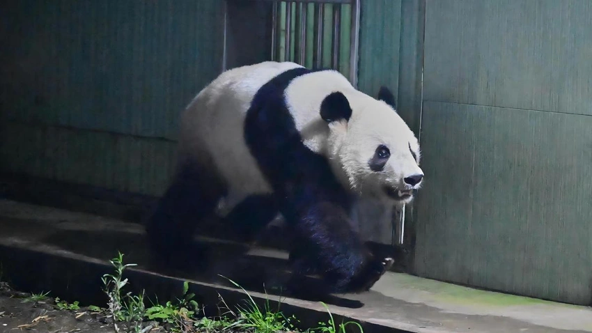 Japan’s last panda pair leaves Tokyo for China amid strained ties