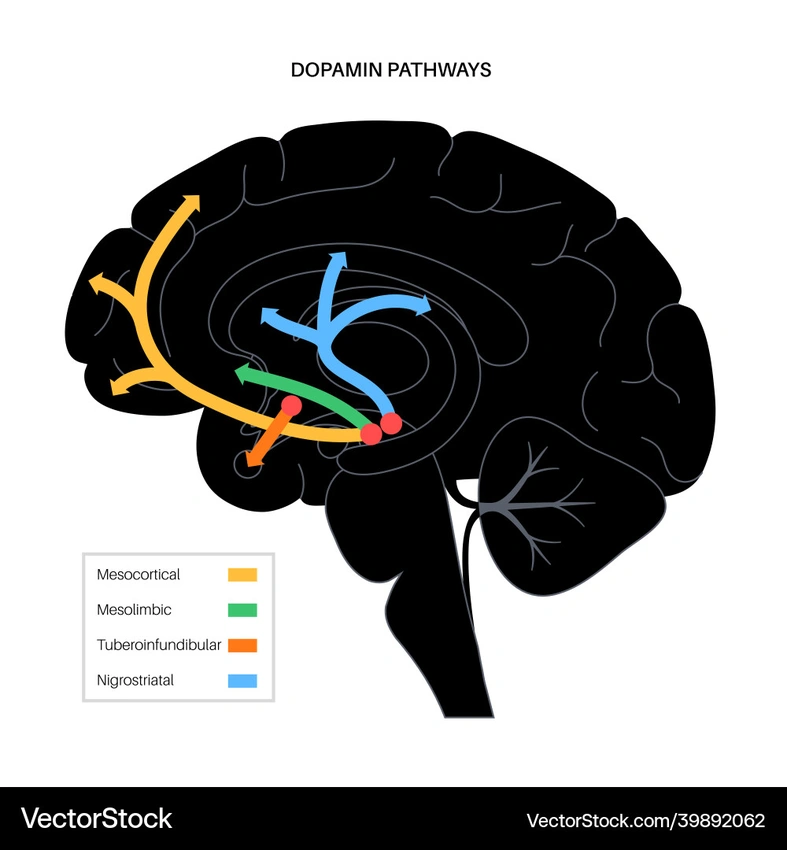 brain chemicals illustration, dopamine rush