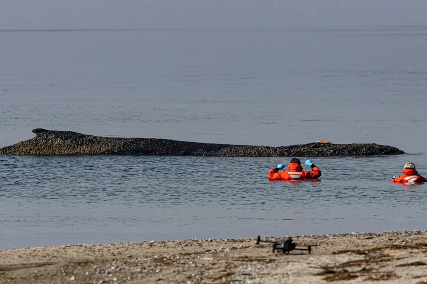 76-Hour Rescue Frees Humpback Whale Off Baltic Coast
