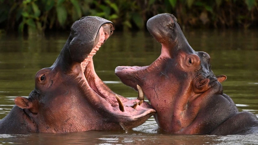 Ambani Heir Offers To House Escobar’s Hippos At Private Gujarat Zoo