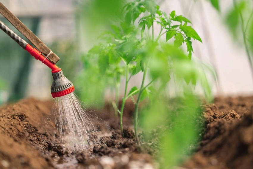 Is Your Shower Water Killing Your Garden? (How to Safely Use Greywater)