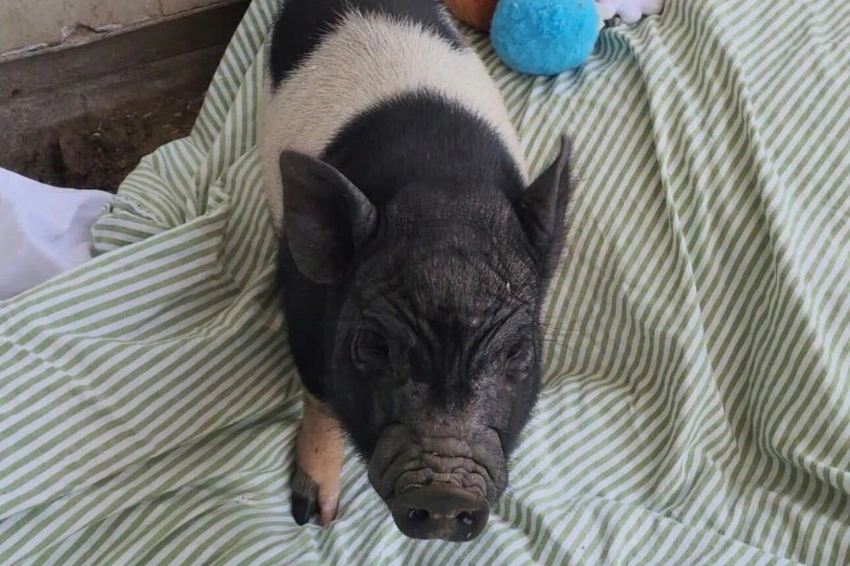 Wilbur the Runaway Pig Gets Hollywood Ending with Diane Warren!