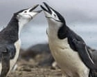 Antarctica's Largest Penguin Colony Faces Devastating Decline