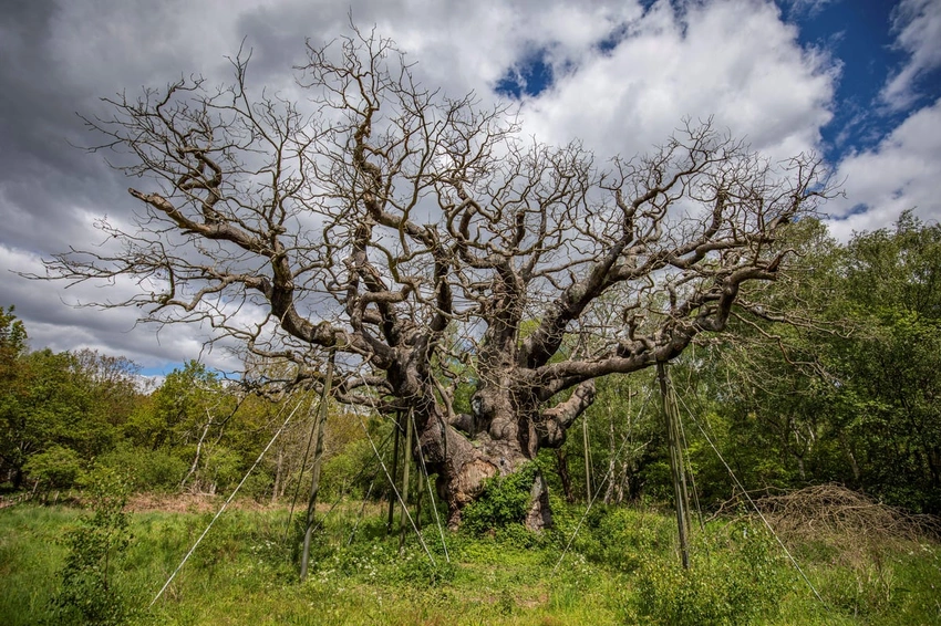 Farewell, Major Oak! Sherwood Forest's 1,000-Year-Old Legend Dies