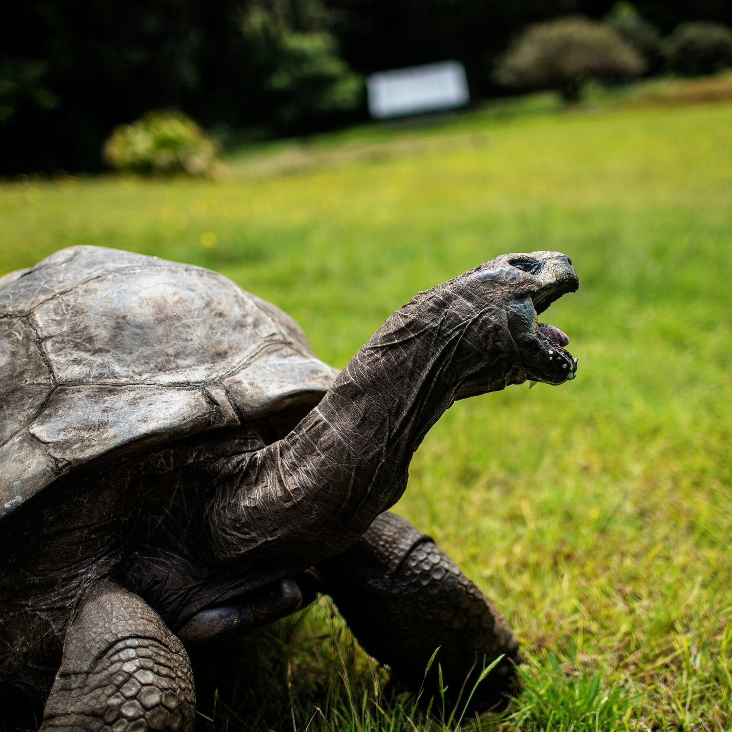 Jonathan the Tortoise: 194 Years Young & Unlocking Longevity Secrets!