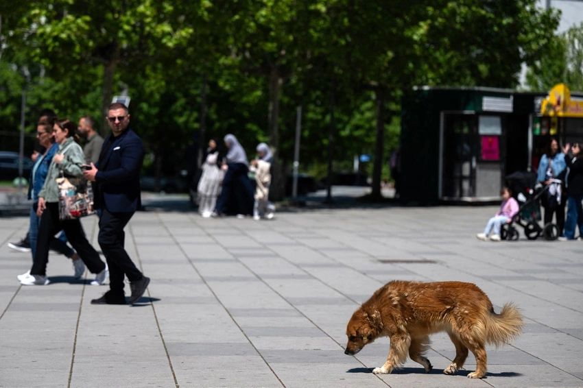 7 Essential Tips to Keep Your Pets Safe and Cool During a Heatwave!