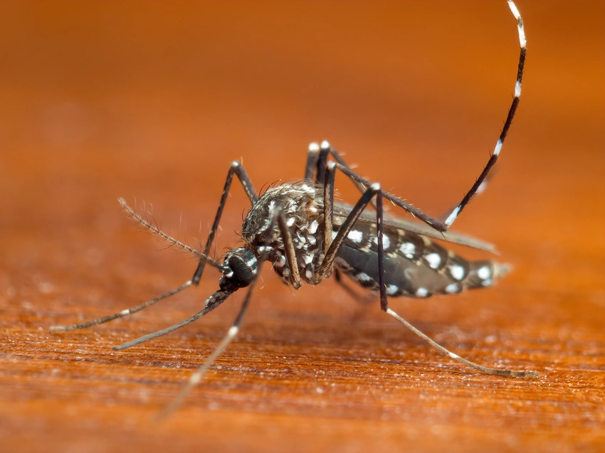 TN Dengue Update: 200 Daily Cases, Officials Assure Not an Outbreak