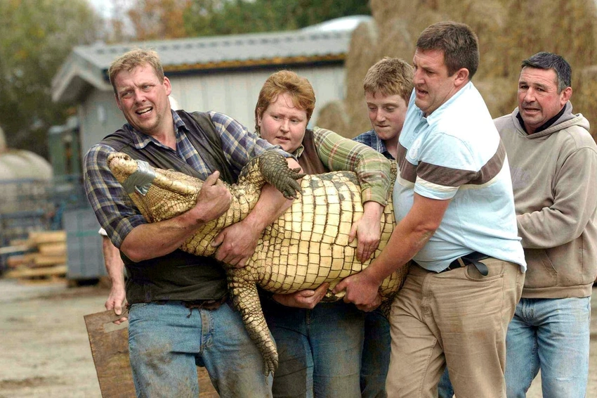 Boy Critically Injured in Zoo Crocodile Attack; Man Bailed on Attempted Murder Charge