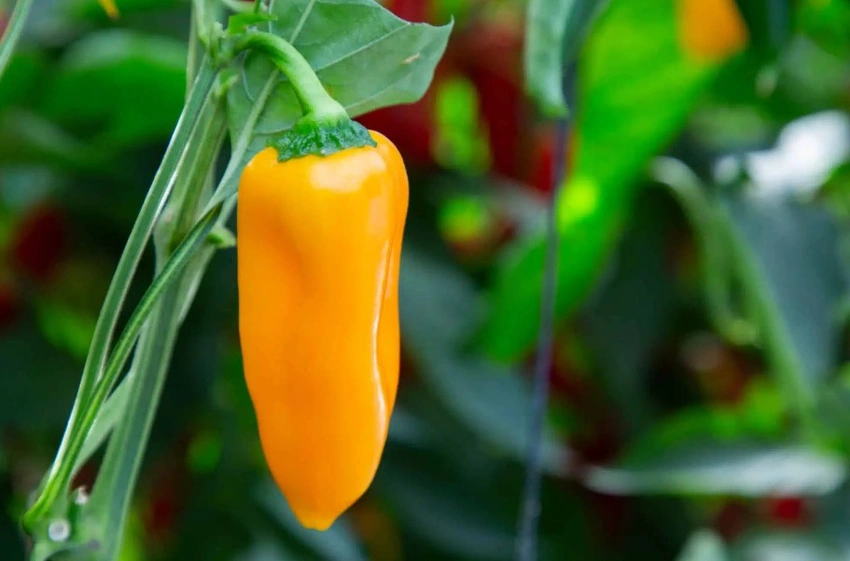 How Breedx Is Redefining Sweet Pepper Development