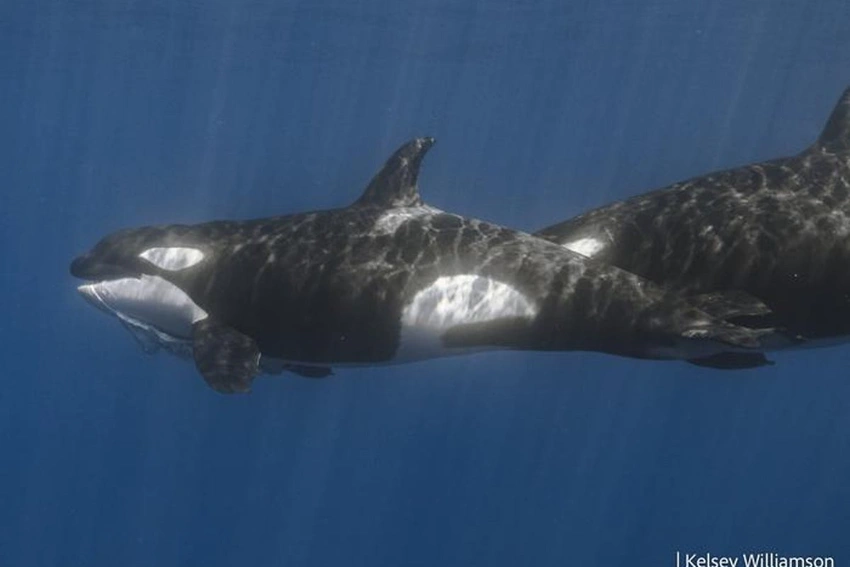 Orcas Ram Giant Sunfish to Pieces: Is it Play or a Clever Hunt?