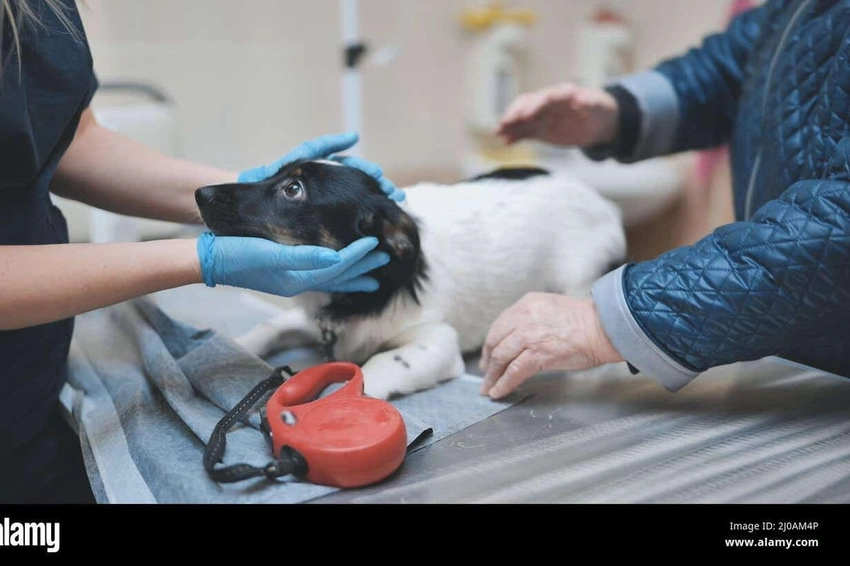 UK Pet Care Shake-Up: £21 Prescription Cap & New Vet Regulator Proposed!