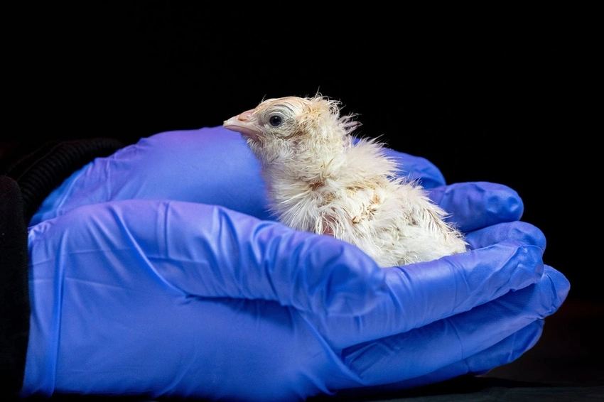 Breakthrough: Baby Chicks Hatch From World’s First Artificial Eggshells