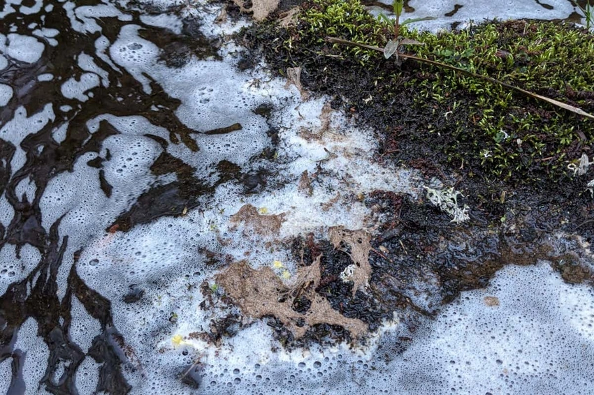 Salmon and Birds Die as Chemical Spill Hits River Spey Tributary