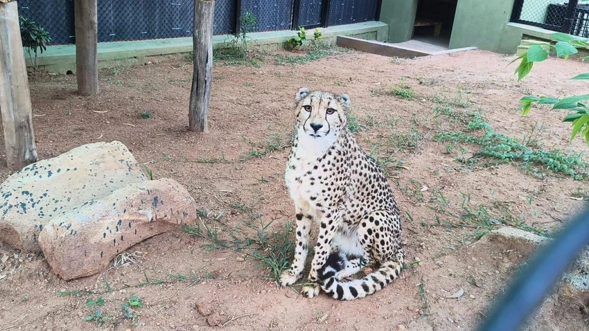 Four South African cheetahs reach Bengaluru, headed to Bannerghatta Park