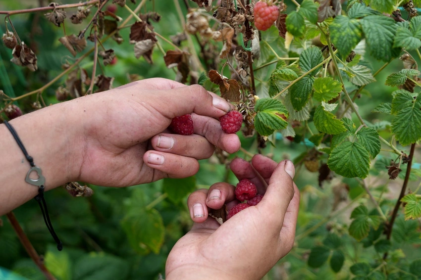 Arilje: The Small Serbian Town Conquering the World with Premium Raspberries!