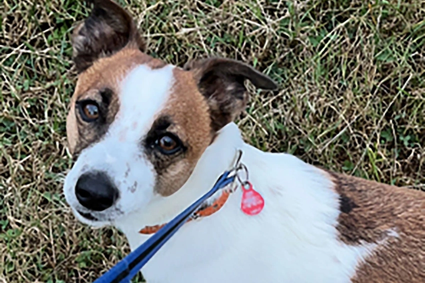 UK Dog Theft Warning: Four Pets Stolen Every Day in Shocking New Data