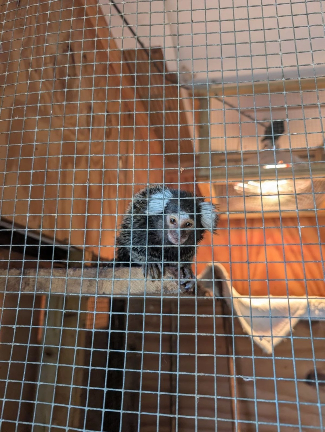 Mystery Marmoset Found on London Bus, Named 'Oyster'!