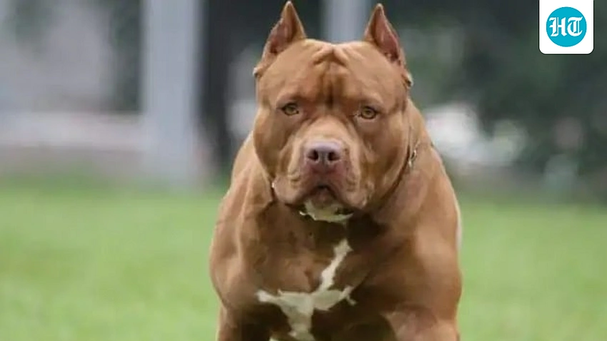 Six-year-old loses ear in Delhi pitbull attack; owner arrested
