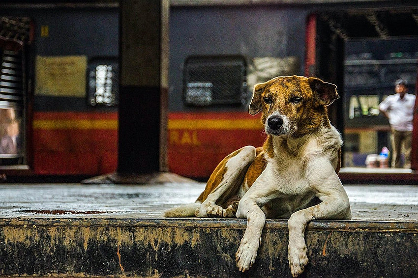 Safety vs. Compassion: Supreme Court's Stray Dog Order Divides India