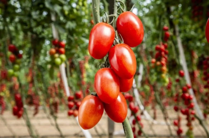 Innovative Tomato Varieties Compared Across Leading Tomato Breeders