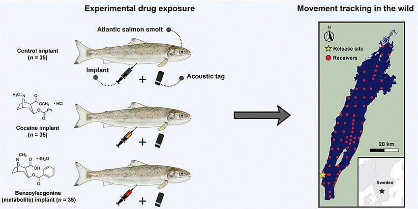 Forget AI and Influencers. We Need More Cocaine Salmon in Our Feeds.