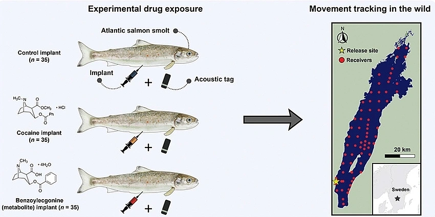 Forget AI and Influencers. We Need More Cocaine Salmon in Our Feeds.
