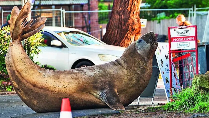 Neil the Seal: Tasmania's Viral Superstar's Wild Antics & Public Plea!