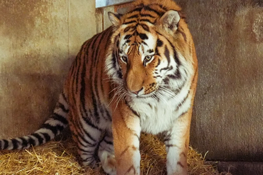 Yorkshire Wildlife Park Tragedy: Man Fatally Attacked By Tiger