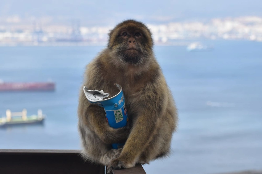 Gibraltar Monkeys Eat Soil to Soothe Junk-Food Stomachs