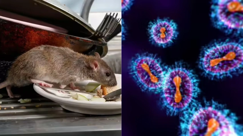 Hantavirus outbreak on Atlantic cruise sparks stigma fears among Spanish passengers