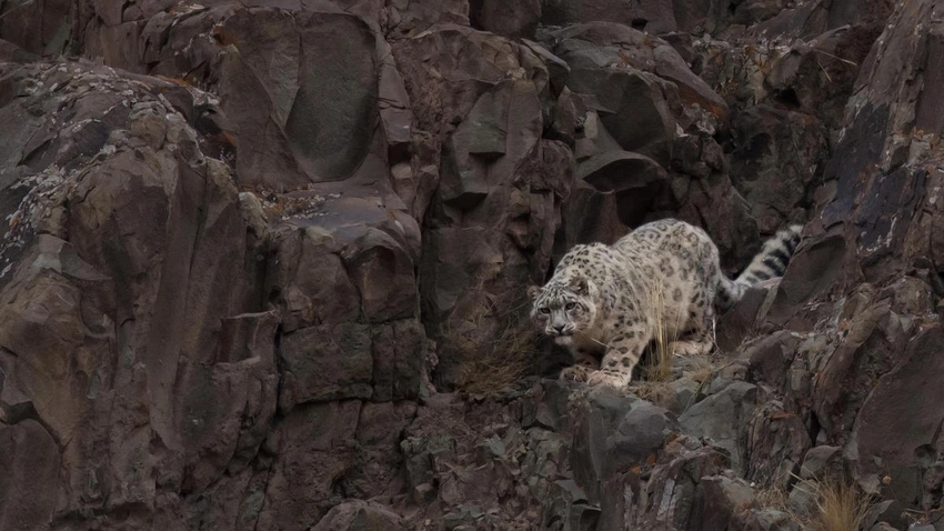 India's Wildlife Roars Back as Global Decline Hits Shocking 73%!